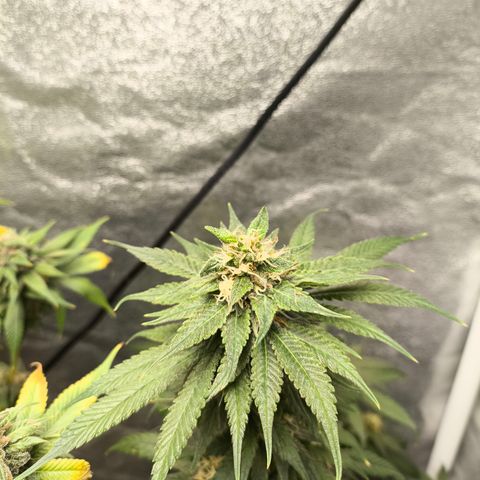 GG4 Sherbet FF growlog timeline photo