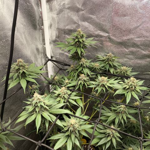 Purple Lemonade FF growlog timeline photo