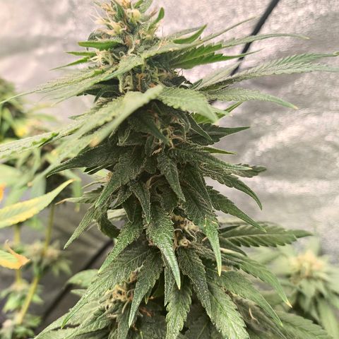 GG4 Sherbet FF growlog timeline photo