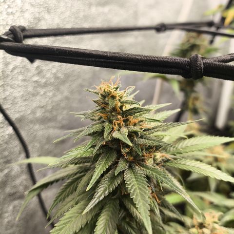 Tropicana Cookies FF growlog timeline photo