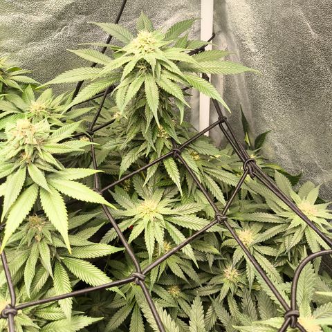 GG4 Sherbet FF growlog timeline photo