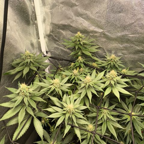 Purple Lemonade FF growlog timeline photo