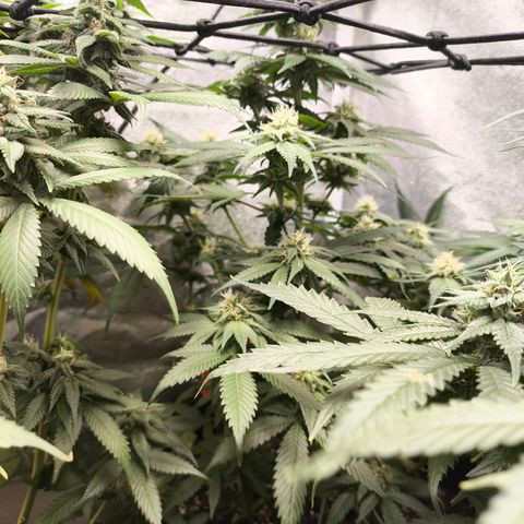GG4 Sherbet FF growlog timeline photo