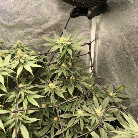 GG4 Sherbet FF growlog timeline photo