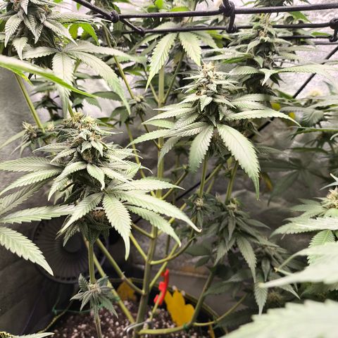 Purple Lemonade FF growlog timeline photo