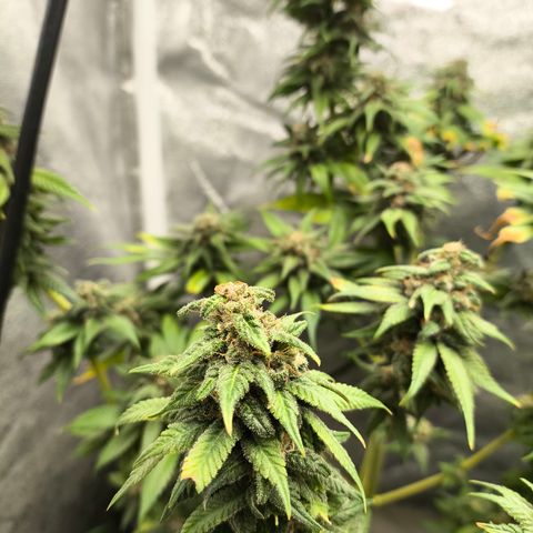 Purple Lemonade FF growlog timeline photo