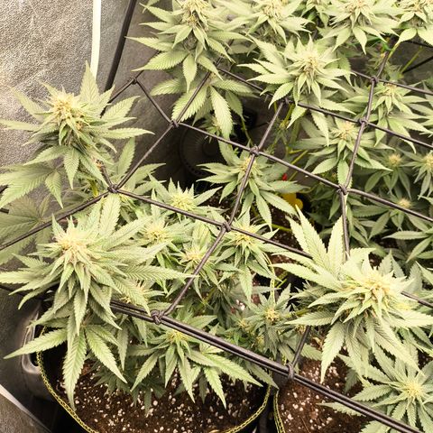 Tropicana Cookies FF growlog timeline photo