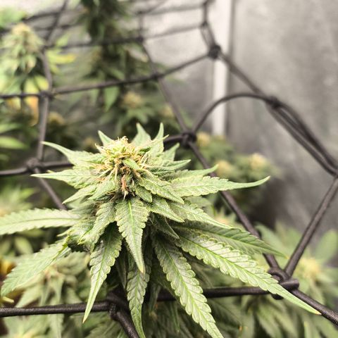 Gorilla Cookies FF growlog timeline photo