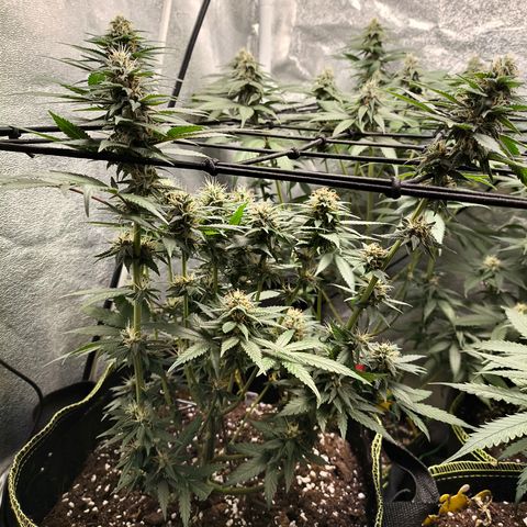 Tropicana Cookies FF growlog timeline photo
