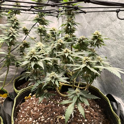 Gorilla Cookies FF growlog timeline photo