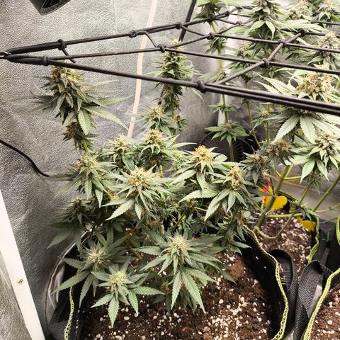 Tropicana Cookies FF growlog timeline photo