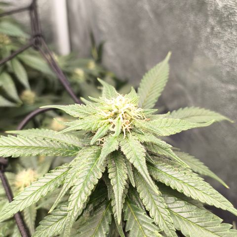 Gorilla Cookies FF growlog timeline photo