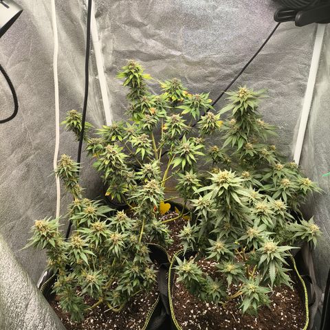 Tropicana Cookies FF growlog timeline photo
