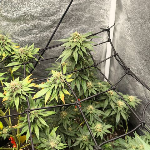 GG4 Sherbet FF growlog timeline photo