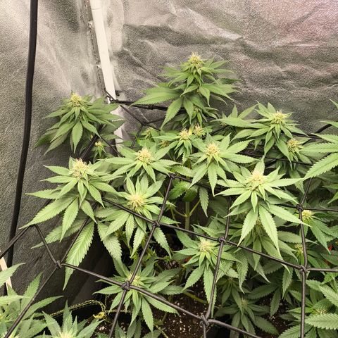Purple Lemonade FF growlog timeline photo