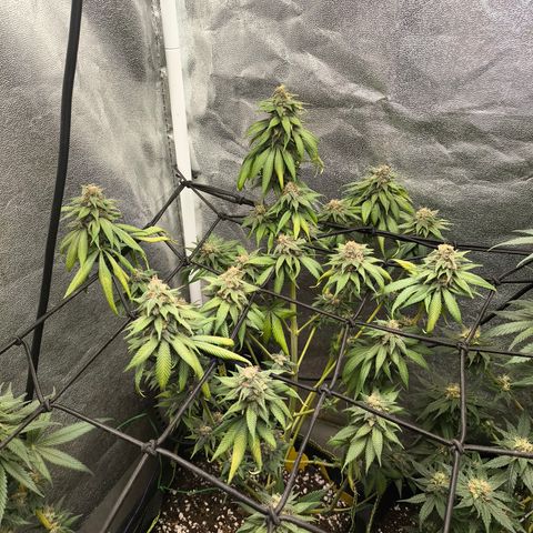Purple Lemonade FF growlog timeline photo