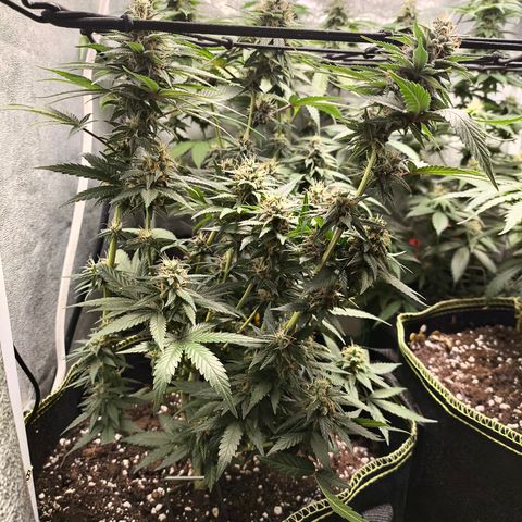 Tropicana Cookies FF growlog timeline photo