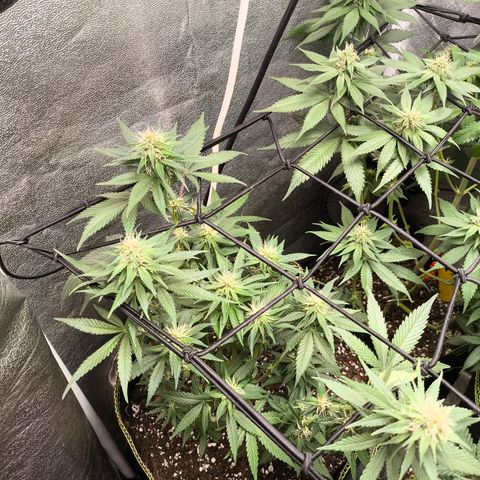 Tropicana Cookies FF growlog timeline photo