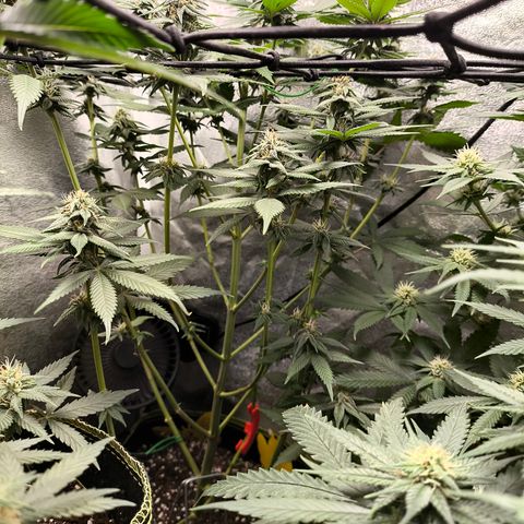 Purple Lemonade FF growlog timeline photo