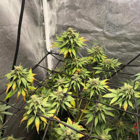 Purple Lemonade FF growlog timeline photo