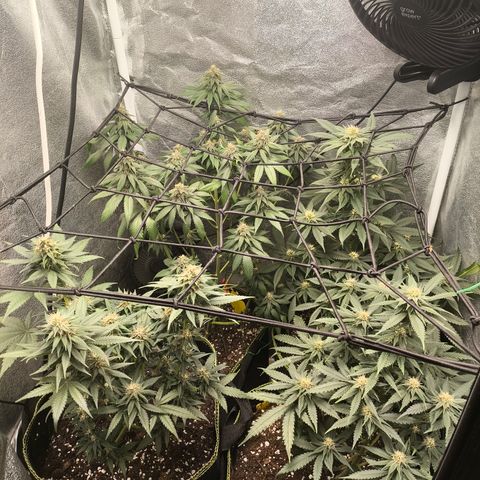 Tropicana Cookies FF growlog timeline photo