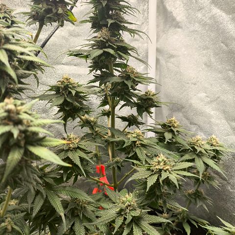 GG4 Sherbet FF growlog timeline photo