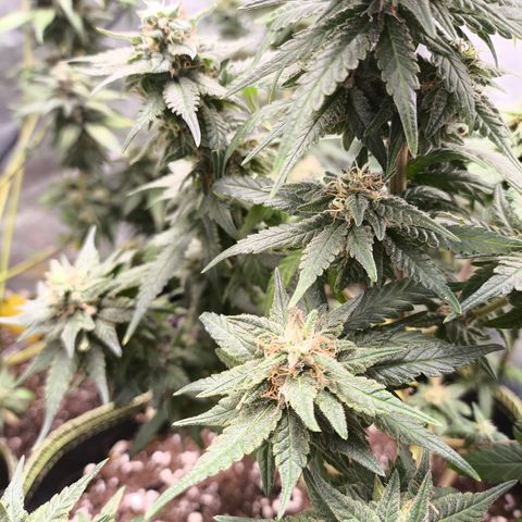 Gorilla Cookies FF growlog timeline photo