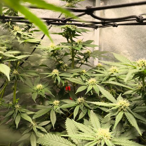 GG4 Sherbet FF growlog timeline photo