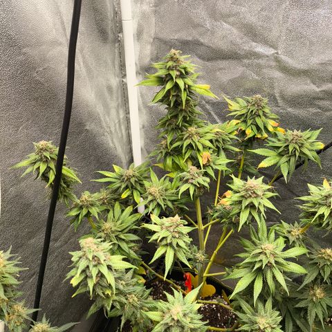 Purple Lemonade FF growlog timeline photo
