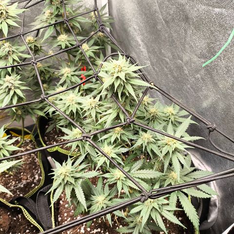 Gorilla Cookies FF growlog timeline photo