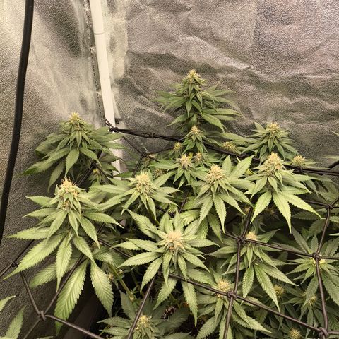 Purple Lemonade FF growlog timeline photo