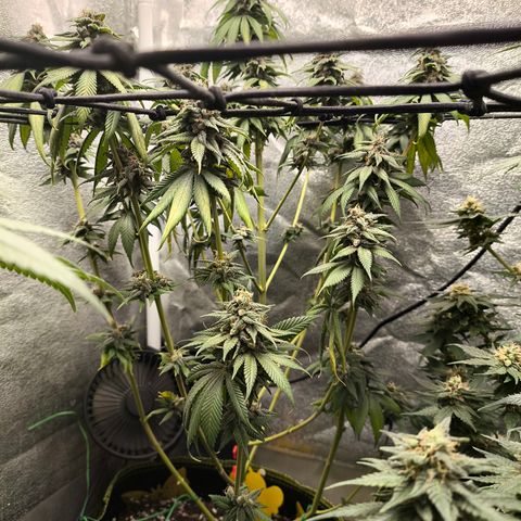 Purple Lemonade FF growlog timeline photo