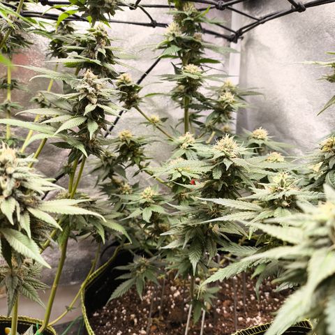 GG4 Sherbet FF growlog timeline photo