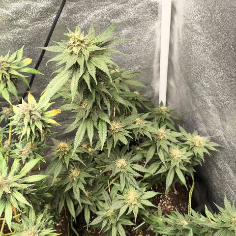 GG4 Sherbet FF growlog timeline photo