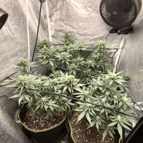 Tropicana Cookies FF growlog timeline photo