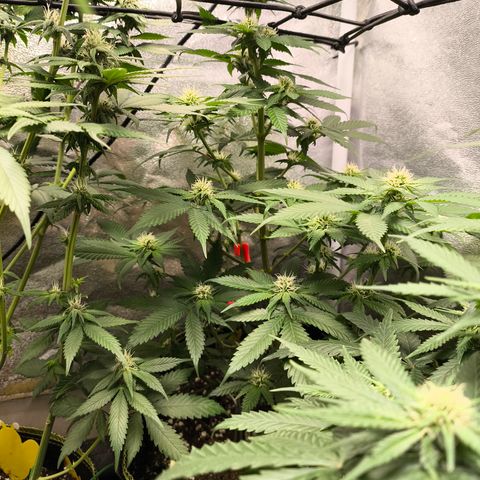 GG4 Sherbet FF growlog timeline photo