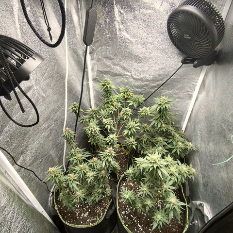 Tropicana Cookies FF growlog timeline photo