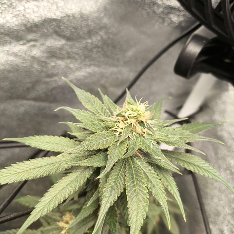 GG4 Sherbet FF growlog timeline photo