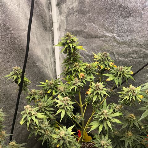 Purple Lemonade FF growlog timeline photo