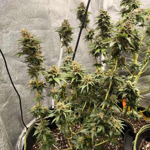 Tropicana Cookies FF growlog timeline photo