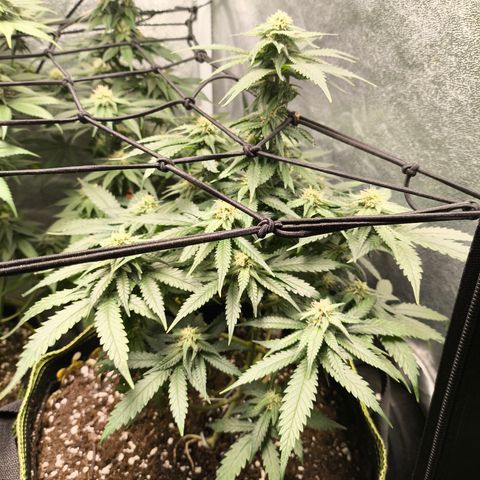 Gorilla Cookies FF growlog timeline photo