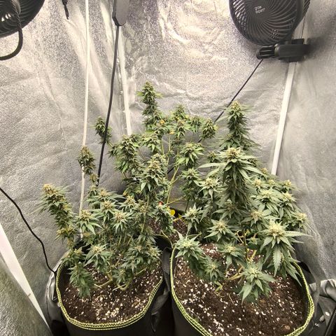 Tropicana Cookies FF growlog timeline photo