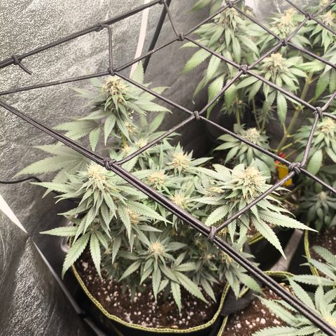 Tropicana Cookies FF growlog timeline photo