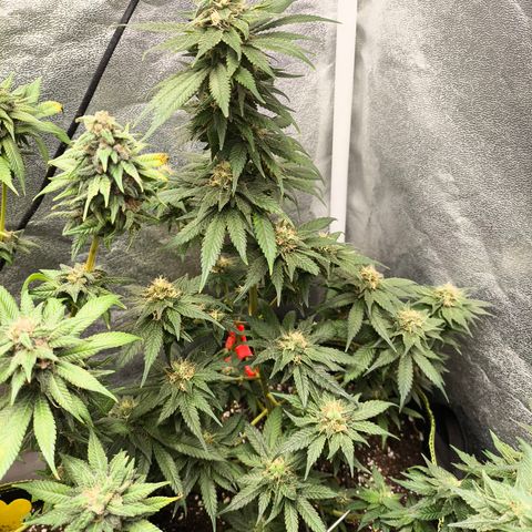 GG4 Sherbet FF growlog timeline photo