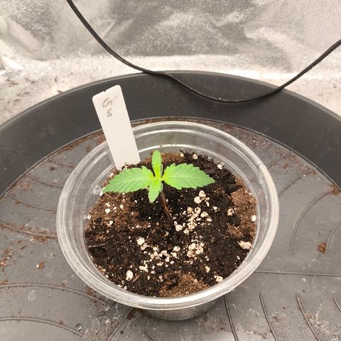 Gorilla Zkittlez Auto growlog timeline photo