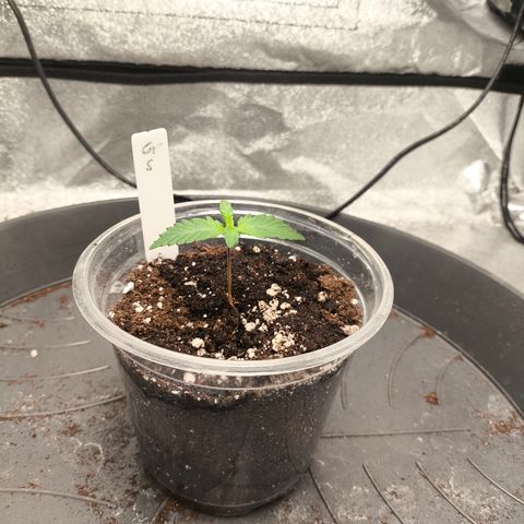 Gorilla Zkittlez Auto growlog timeline photo