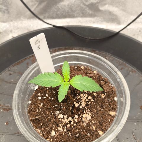 Gorilla Zkittlez Auto growlog timeline photo