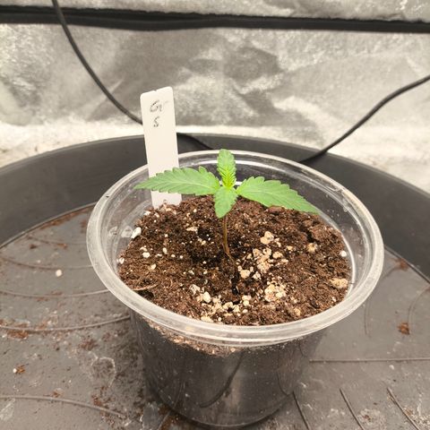 Gorilla Zkittlez Auto growlog timeline photo