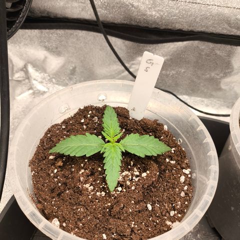 Gorilla Zkittlez Auto growlog timeline photo