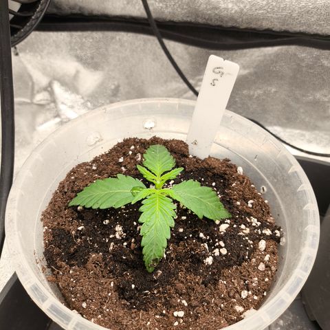 Gorilla Zkittlez Auto growlog timeline photo